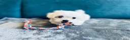 Maltese dogs for sale: 1 BOY RESERVED Maltese Boys. Ready for collection  - Advert 16