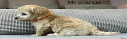 Maltipoo dogs for sale: BEAUTIFUL MALTIPOOS FROM DNA TESTED CLEAR PARENTS  - Advert 5