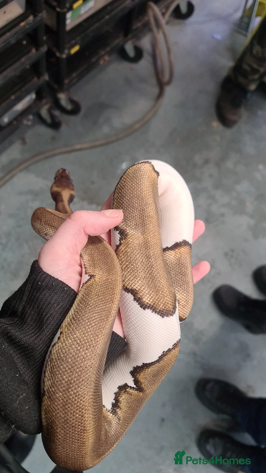 Python Snake reptiles for sale: Royal pied python snake  - Advert 1