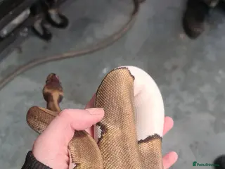 Python Snake reptiles Royal pied python snake - Advert 1