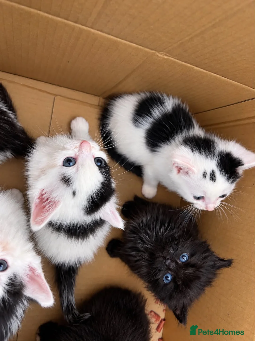 Mixed Breed cats for sale: 8 Beautiful Kittens Looking for Loving Homes  in Hull - Advert 2
