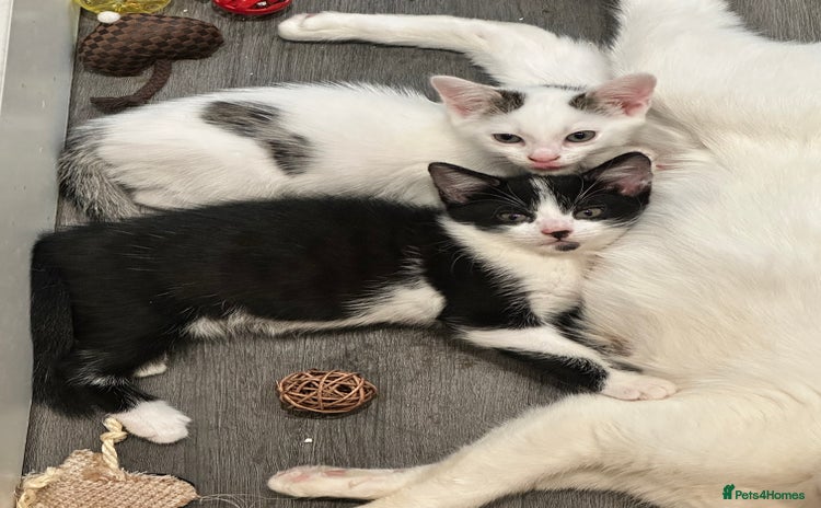 Mixed Breed cats - Advert 6