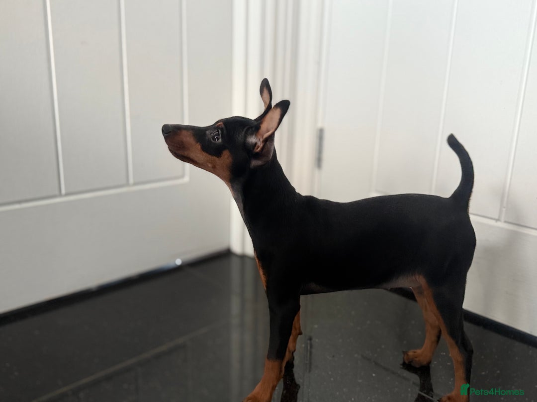 Miniature Pinscher dogs for sale: Pure 100% Miniature Pinscher-Licensed Breeder🐾❤️  - Advert 11