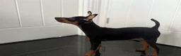 Miniature Pinscher dogs for sale: Pure 100% Miniature Pinscher-Licensed Breeder🐾❤️  - Advert 11