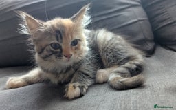 British Longhair cats for sale: 4 Longhaired British mix Kittens  - Image 3