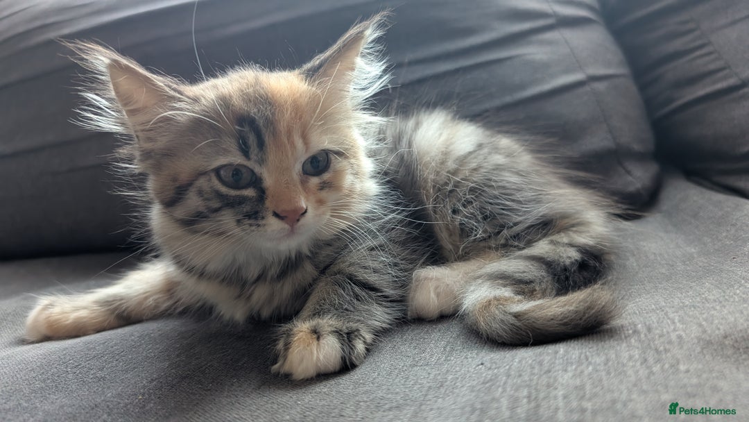 British Longhair cats for sale: 4 Longhaired British mix Kittens  - Image 3