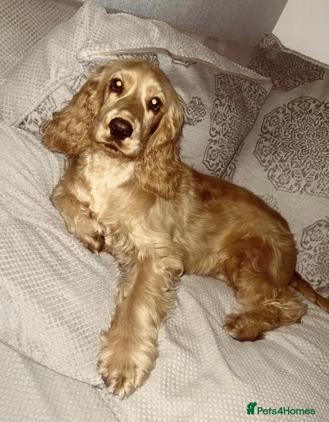 Cocker Spaniel dogs for sale: 6 month Old Show Cocker Spaniel  - Advert 2