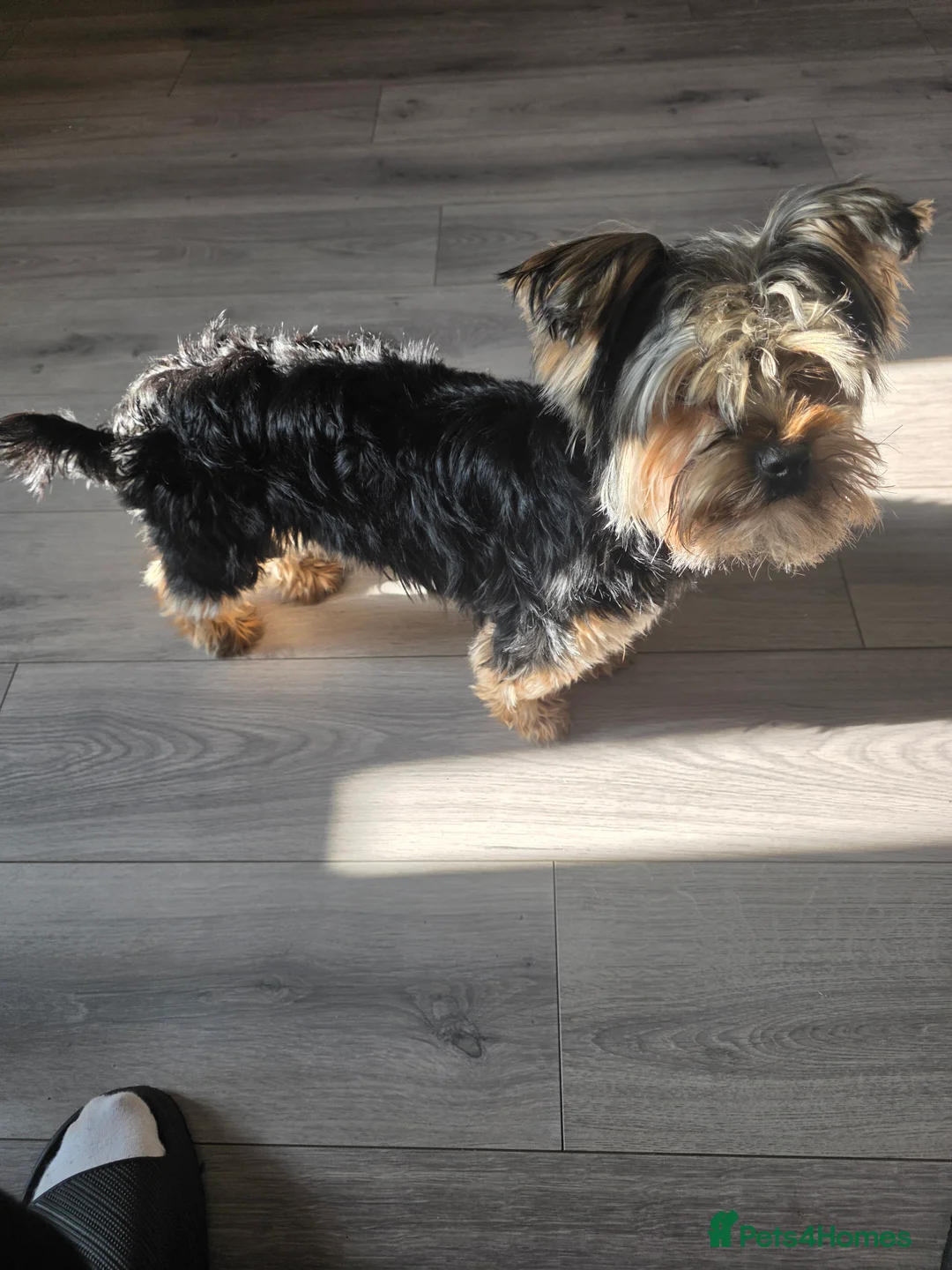 Yorkshire Terrier dogs for sale: Bear. - Advert 3