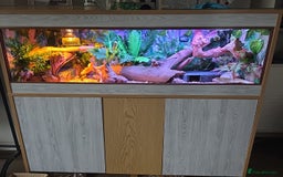 Python Snake reptiles for sale: Banana pastle royal python male and full set up - Image 6