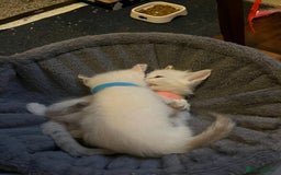 Mixed Breed cats for sale: Kittens for sale!  - Image 11