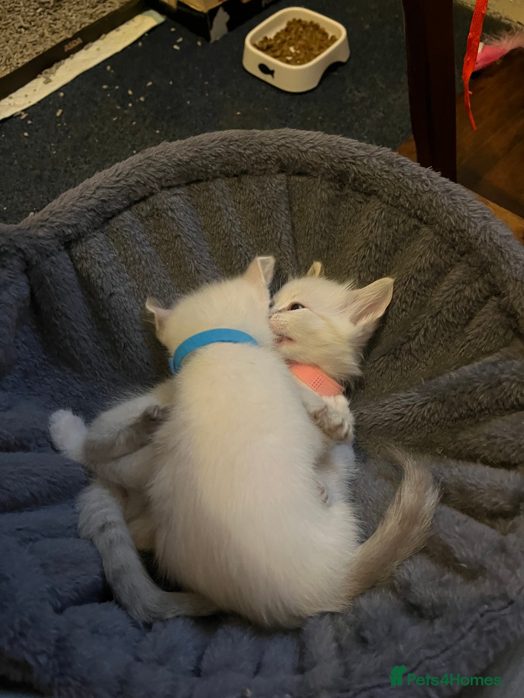 Mixed Breed cats for sale: Kittens for sale!  - Image 11