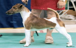 Fox Terrier dogs for sale: Quality smooth fox terrier puppies in Chesterfield - Image 9
