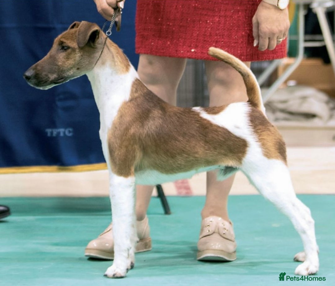 Fox Terrier dogs for sale: Quality smooth fox terrier puppies in Chesterfield - Image 9