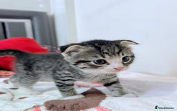 Scottish Fold cats for sale: Scottish fold mix with tabby .  - Image 30