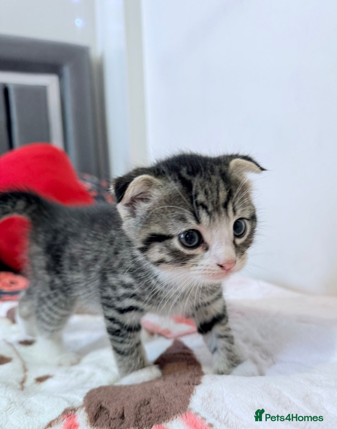 Scottish Fold cats for sale: Scottish fold mix with tabby .  - Image 30