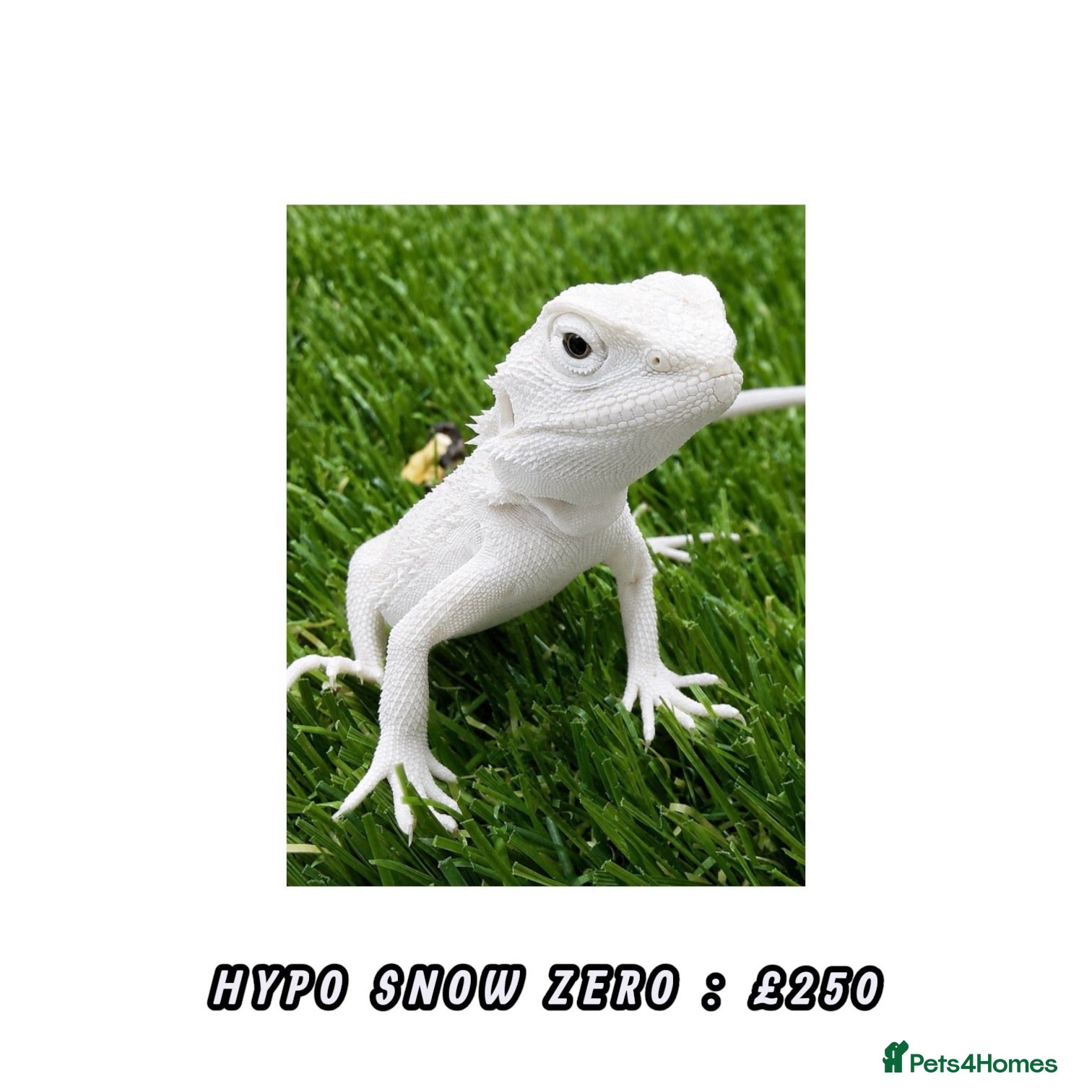Bearded Dragon reptiles BEARDED DRAGONS - Advert 1