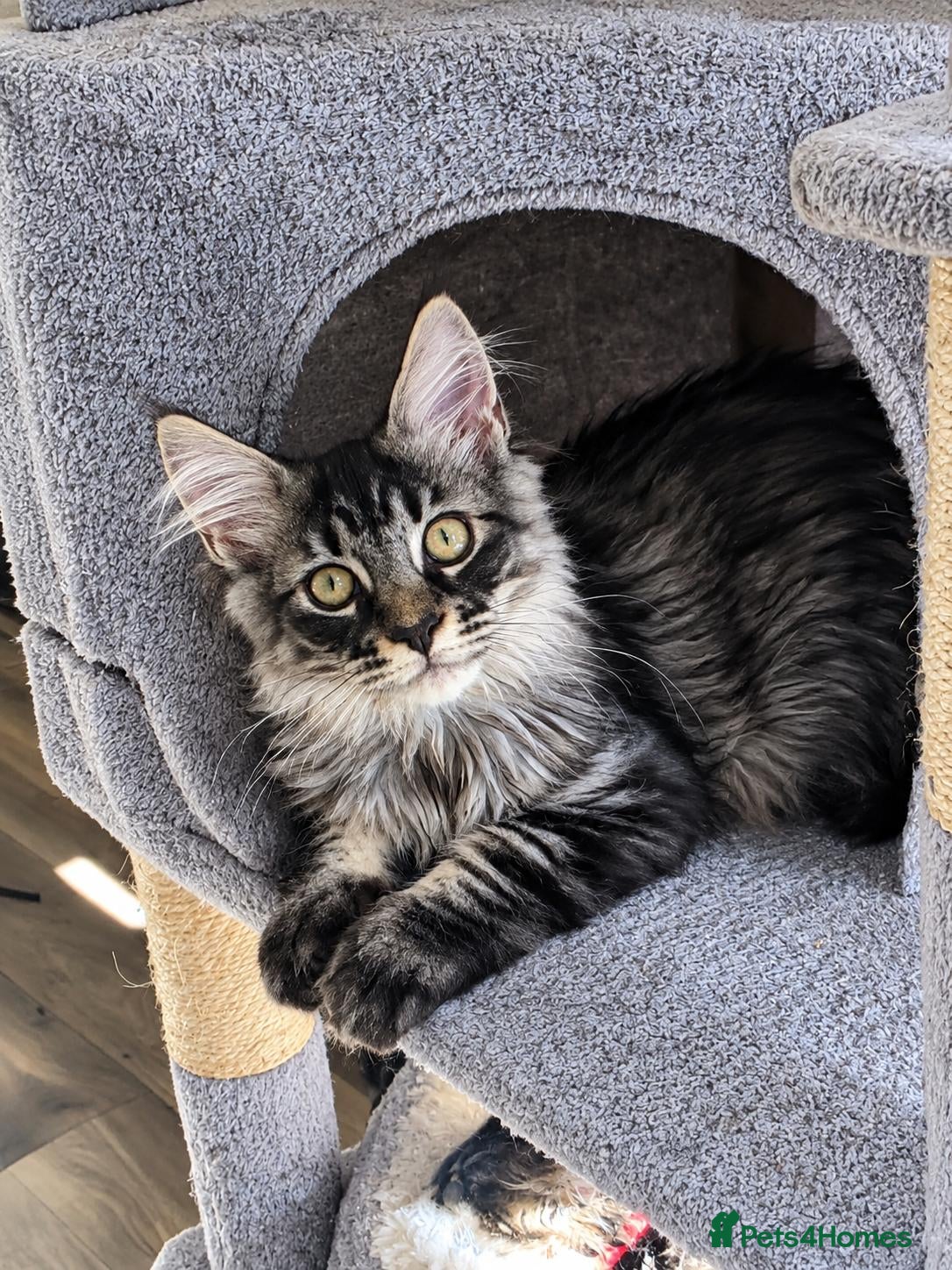 Maine Coon cats Tested SMA,PK,HCM, 1 boy,left.Maine Coon Kittens - Advert 1