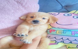 Golden Retriever dogs for sale: Beautiful KC golden pups ready to leave 🥰🥰🏡 - Image 7
