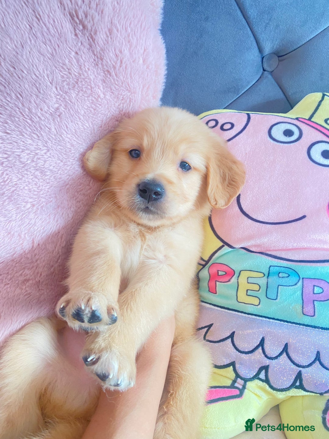 Golden Retriever dogs for sale: Beautiful KC golden pups ready to leave 🥰🥰🏡 - Image 7