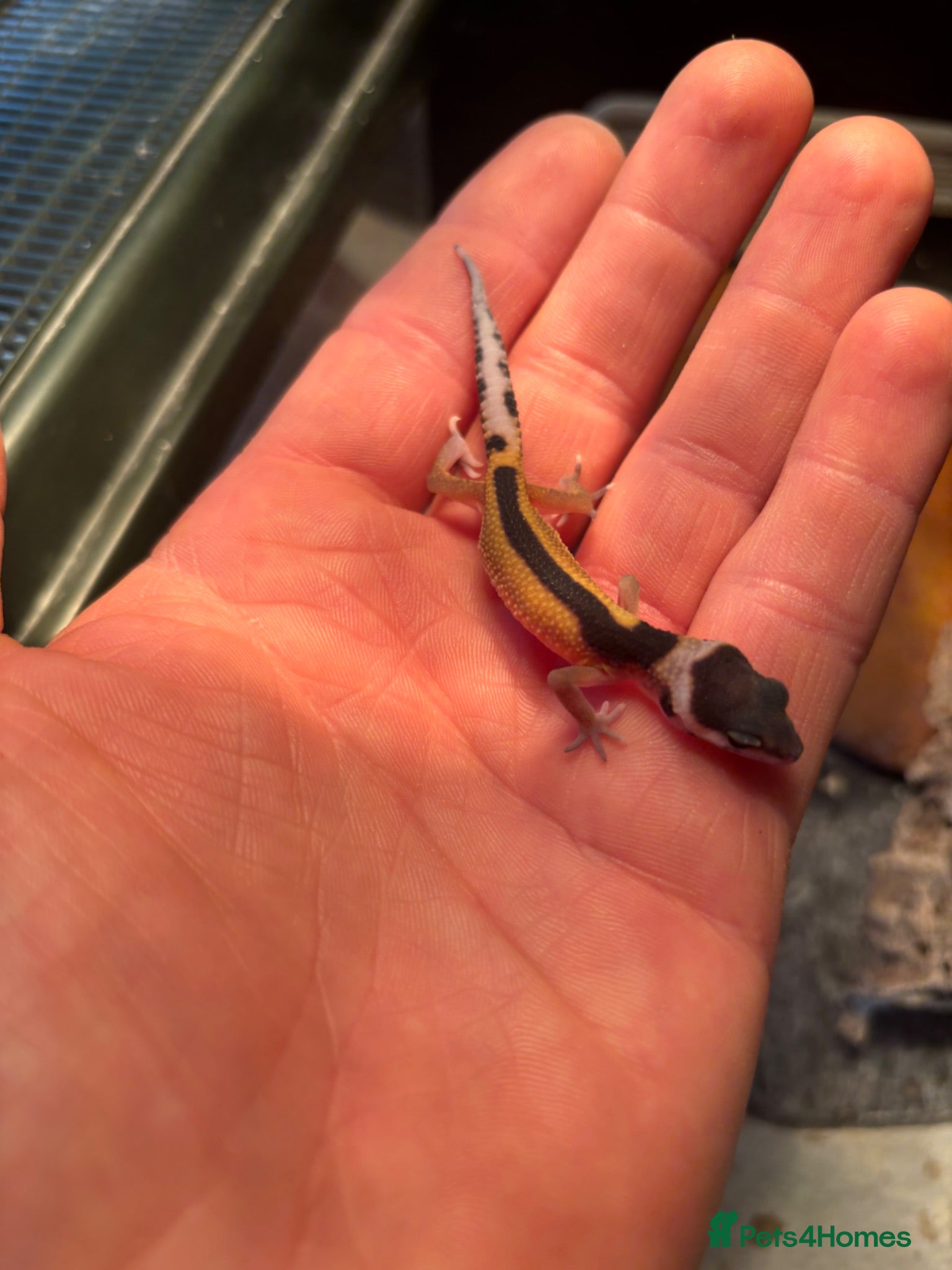 Leopard Gecko reptiles Baby geckos  - Advert 1