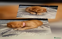Mixed Breed dogs for sale: Cavapoo/cockapoo, ready September £1250. Cardiff - Image 12