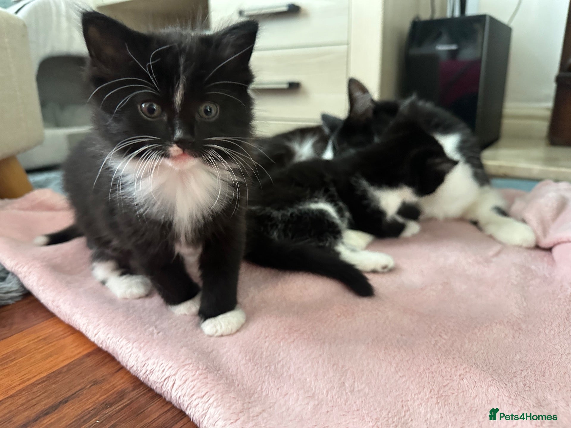 Mixed Breed cats 2 beautiful fluffy kittens 😻 ***ready now!!!*** - Advert 1