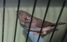 Finches birds for sale: Cockatiels and zebra finches  - Image 4