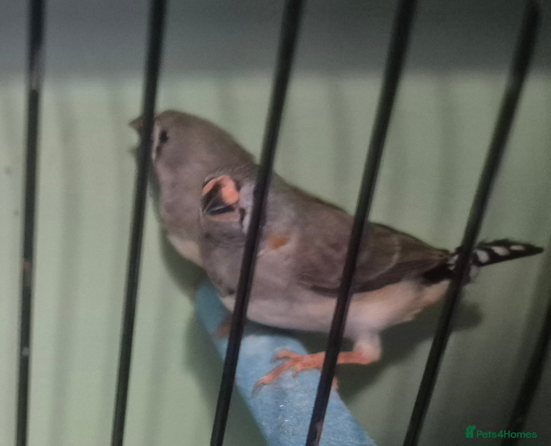 Finches birds for sale: Cockatiels and zebra finches  - Image 4