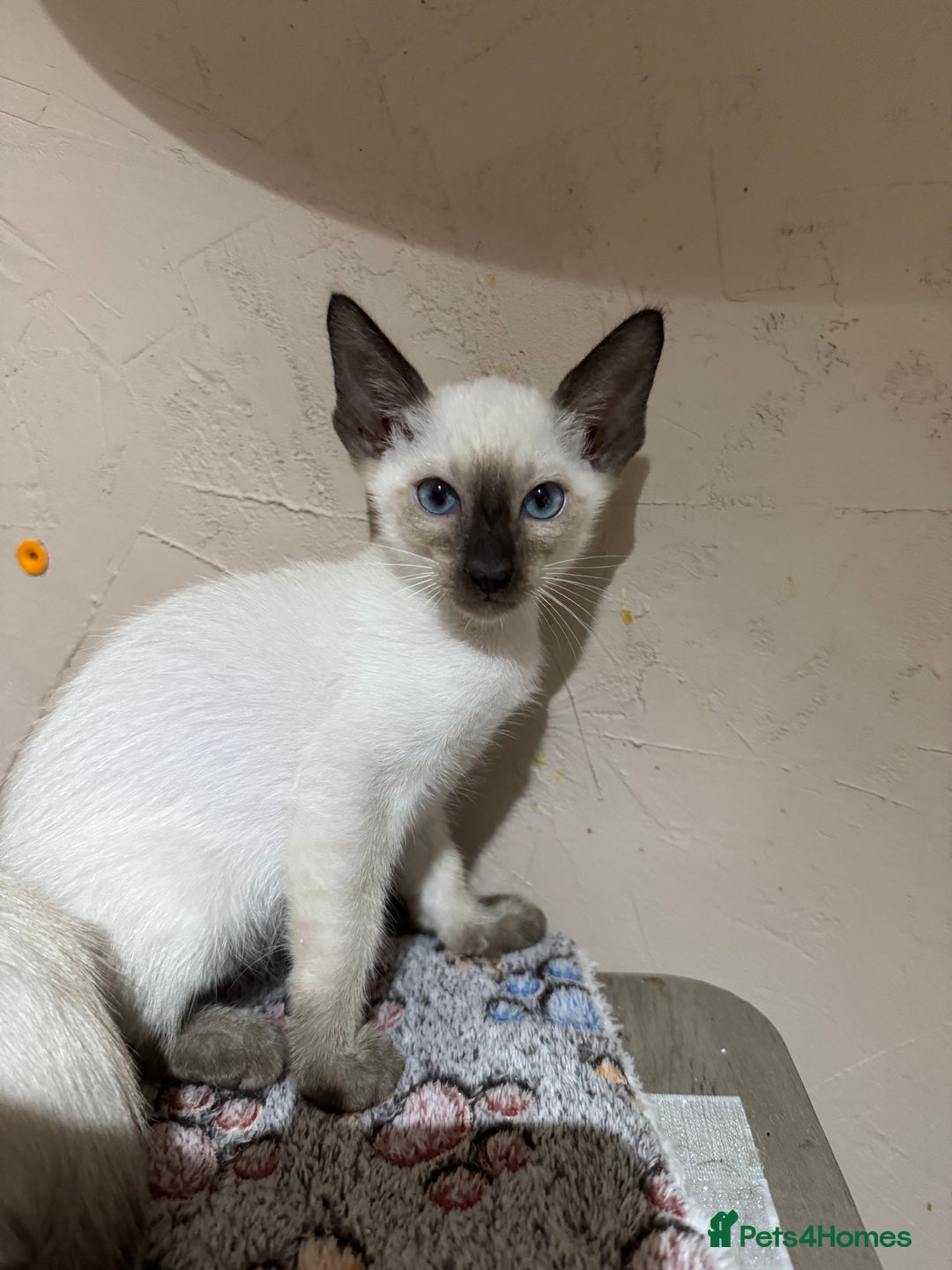 Siamese cats for sale: 1 cute Siamese girl available now-fully vaccinated - Image 17