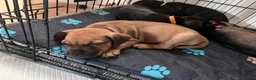 Mixed Breed dogs for sale: Sprocker spaniel x Frenchie-Pei  - Advert 11