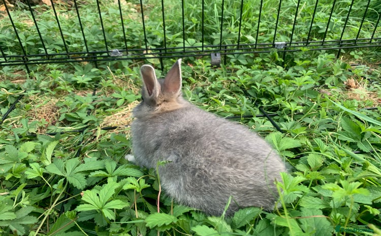 Netherland Dwarf rabbits - Advert 5