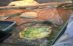 Iguana reptiles for sale: Rhino iguana  - Image 9