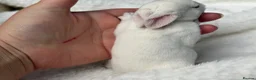 Rex rabbits for sale: stunning bew mini rex for reserve  - Advert 9