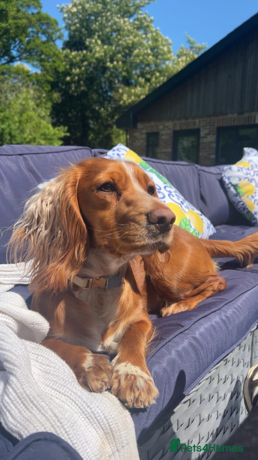 Cocker Spaniel dogs Working cocker spaniels - Advert 2