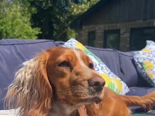 Cocker Spaniel dogs Working cocker spaniels - Advert 2