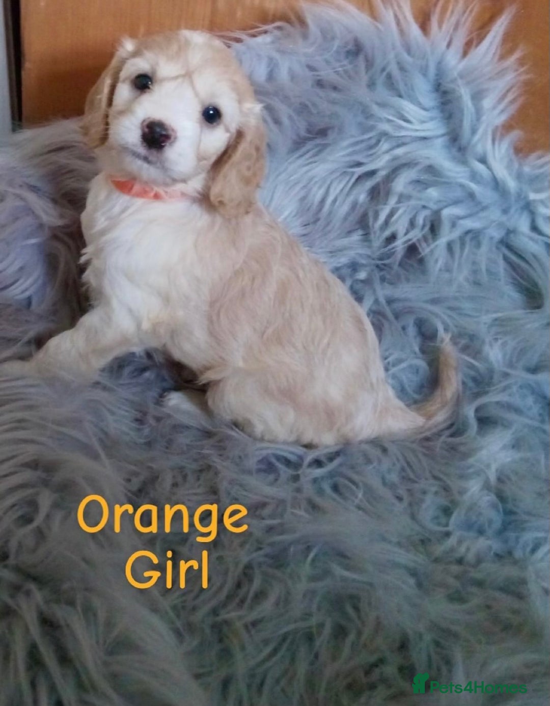 Cockapoo dogs for sale: ⭐️VERY RARE TOY Cockapoo Puppies⭐️🐶 - Image 22