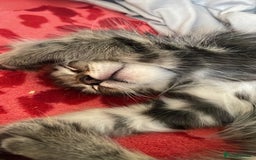 Ragdoll cats for sale: Ragdoll-Norwegian forest kittens  - Image 3