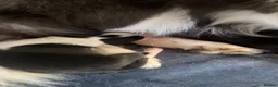 Border Collie dogs for sale: Border Collie Pups  - Advert 5