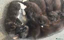 Mixed Breed cats for sale: 2 female kittens ready 14th October  - Image 6