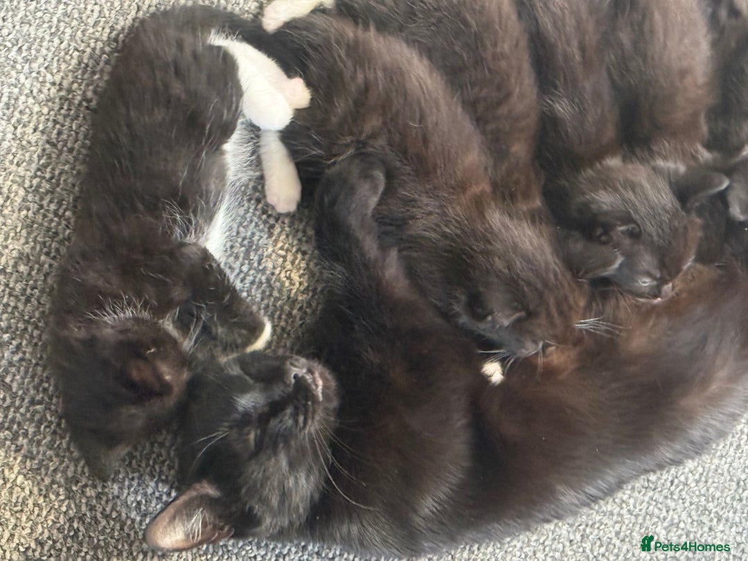 Mixed Breed cats for sale: 2 female kittens ready 14th October  - Image 6