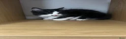 Mixed Breed cats for sale: 12 week old kitten. in Nottingham - Advert 3