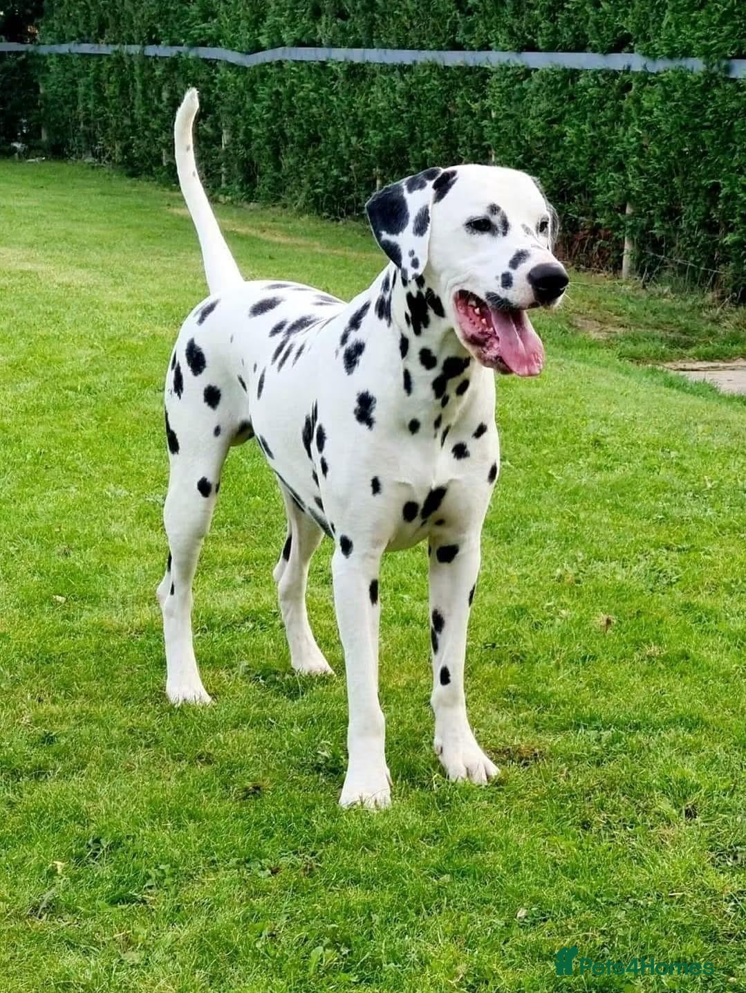 Dalmatian dogs Stunning LUA Dalmatian available for Stud  - Advert 2