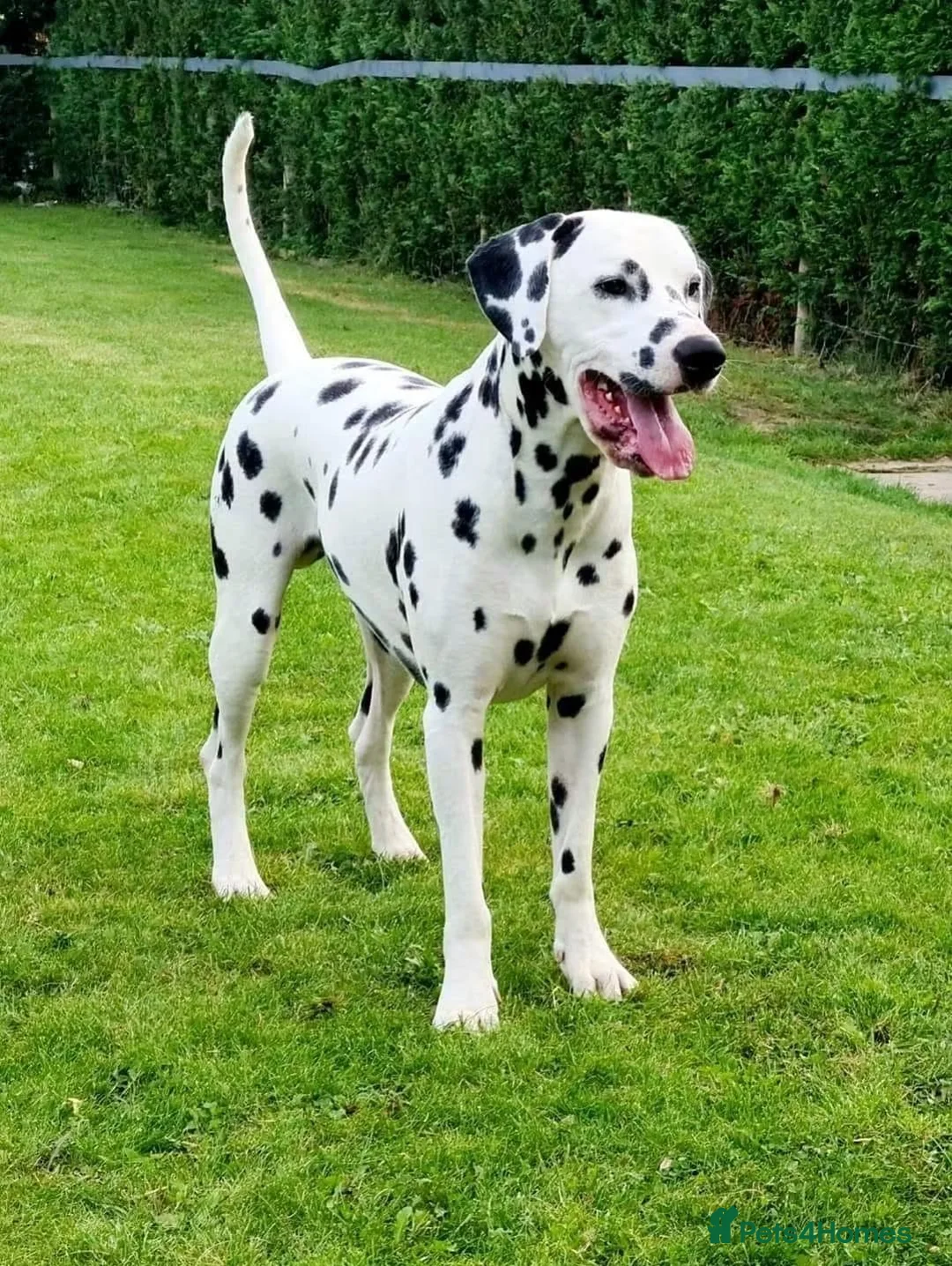 Dalmatian dogs for stud: Stunning LUA Dalmatian available for Stud  - Advert 2