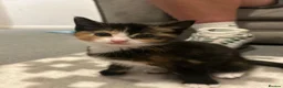 Mixed Breed cats for sale: 1 calico and 1 black and white kitten in Bangor - Advert 3