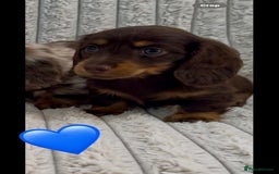 Miniature Dachshund dogs for sale: Quality female mini dachshund 🏡 - Image 2