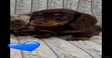 Miniature Dachshund dogs - Advert 6