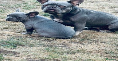 French Bulldog dogs - Advert 10