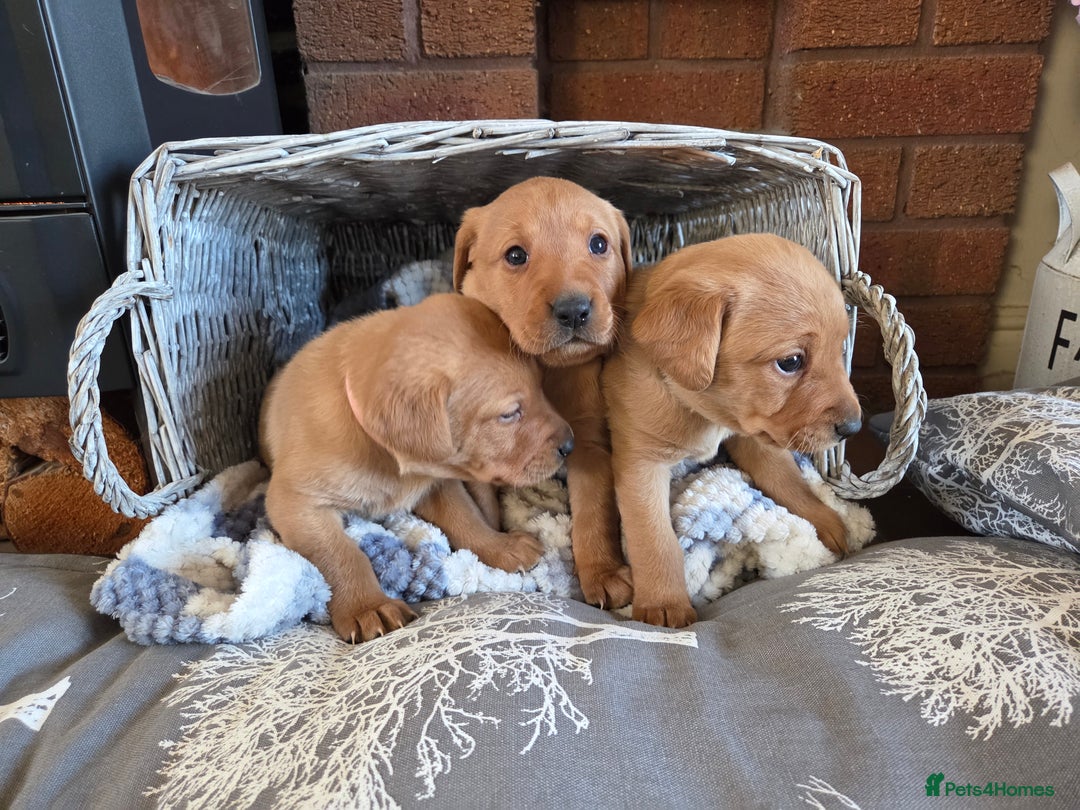 Labrador Retriever dogs for sale: Stunning Red fox labrador puppies  - Advert 25