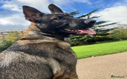 German Shepherd dogs for sale: German Shepherd Puppy (12 months) - Image 2