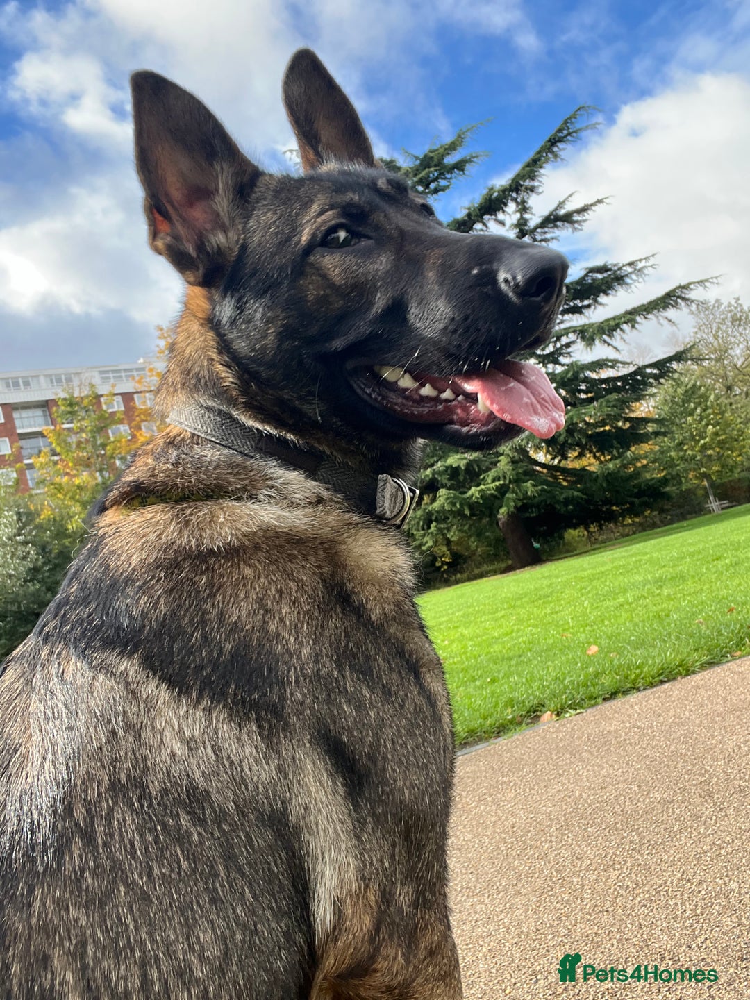 German Shepherd dogs for sale: German Shepherd Puppy (12 months) - Image 2